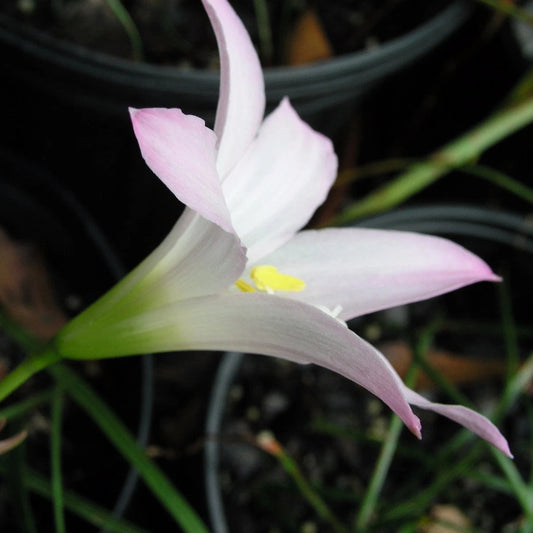 Zephyranthes Pleased As Punch – Pink Rain Lily Bulb Seeds