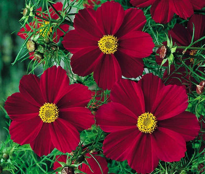 Cosmos Cosmos Bipinnatus – Red Versailles Flower Seeds