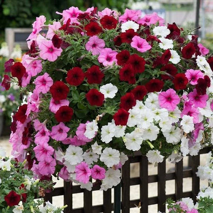 Petunia Nana Compacta – Half-Hardy Annual Flower Seeds