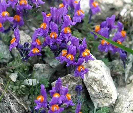 Alpine Toadflax Linaria Alpina – Hardy Garden Flower Seeds