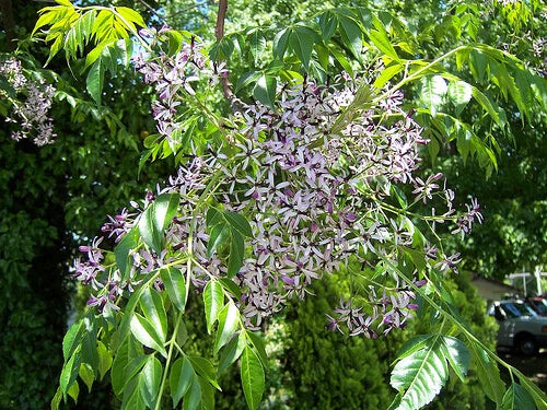 Melia Azedarach Shade Tree Persian Lilac Fragrant Ornamental – Flower – Product Image