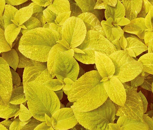 Coleus Wizard Golden Solenostemon Scutellarioides – Colorful Foliage Garden Seeds
