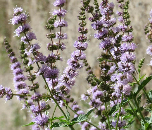 Spearmint Mentha Spicata – Fragrant Herb Seeds