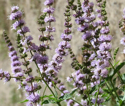 Spearmint Mentha Spicata – Fragrant Herb Seeds
