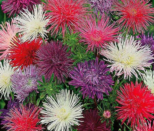 Aster Needle Unicum Mixed Colors Callistephus Chinensis – Colorful Garden Flower Seeds