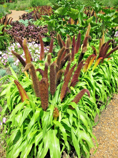 Jade Princess Millet Pennisetum Glaucum – Ornamental Grass Seeds