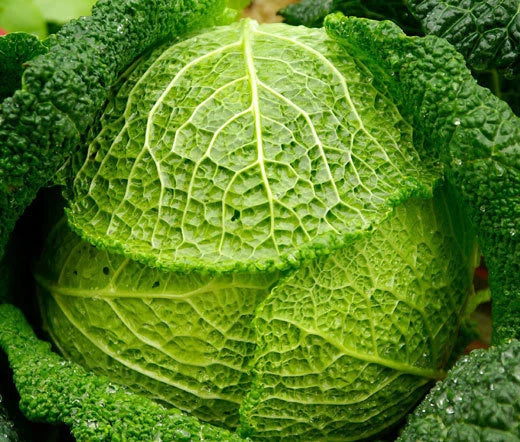 Cabbage Savoy Perfection Brassica Oleracea – Hardy Vegetable Seeds