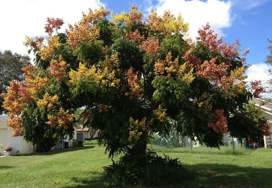 Koelreuteria Paniculata Golden Rain Ornamental Tree Seeds
