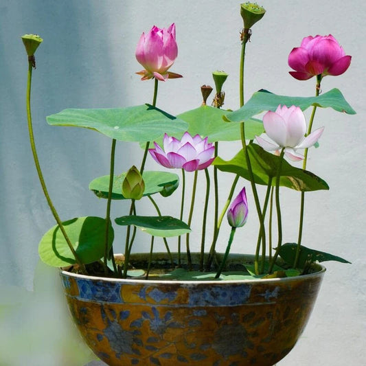 Bowl Lotus – Aquatic Bonsai Flower Seeds for Water Gardens