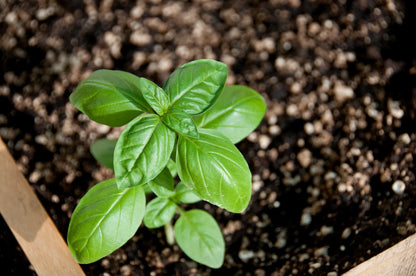 Genovese Basil Seeds – Garden Herb Seeds