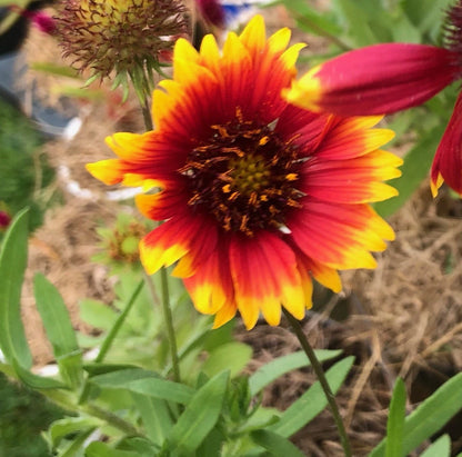 Arizona Sun Blanket Flower Gaillardia Aristata Colorful Wildflower Seeds