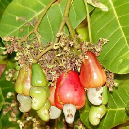 Cashew Nut Apple Seeds Anacardium Occidentale Organic Rare tropical Plantation - Fruit Seeds