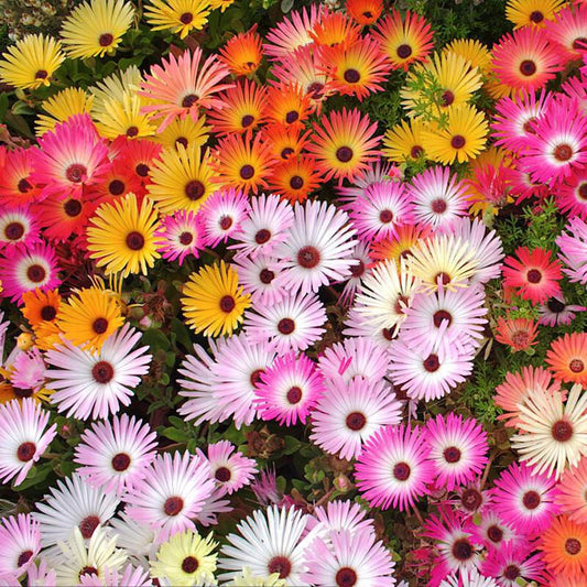 Mesembryanthemum Magic Carpet – Perennial Ice Plant Seeds