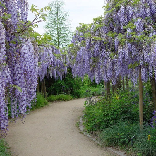 Wisteria Sinensis – Fragrant Hardy Climbing Vine Seeds