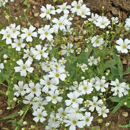 Annual Baby’s Breath Gypsophila – Colorful Wildflower Garden Seeds