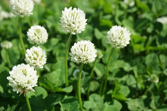 Dutch White Clover Seeds