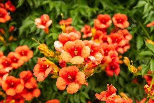 Yellow Hummingbird Bush Seeds Seeds Yellow Trumpet Vine Non-GMO Seeds