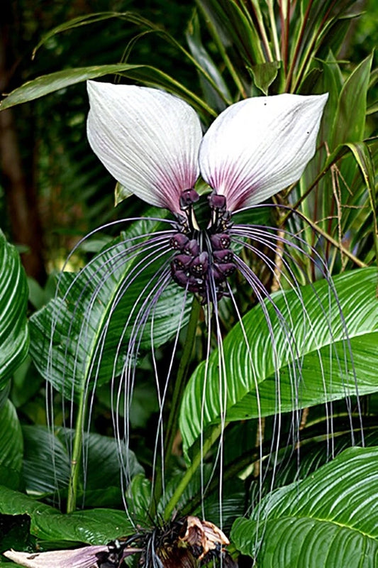 Tacca Integrifolia White Bat Garden Flower House Plant – Colorful Garden Flower Seeds Product Image – High Quality Seeds for Gardeners
