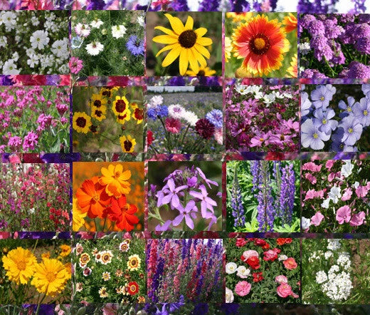 Wildflower Mix Cascade Mountain Tall – Perennial Garden Flower Seeds