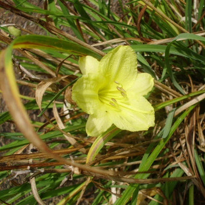 Yellow Stella De Oro Daylily – Perennial Garden Flower Seeds