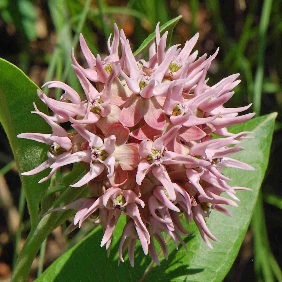 Showy Milkweed Asclepias – Perennial Garden Flower Seeds