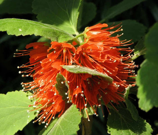 Greyia Radlkoferi Natal Bottlebrush – Hardy Shrub Tree Seeds