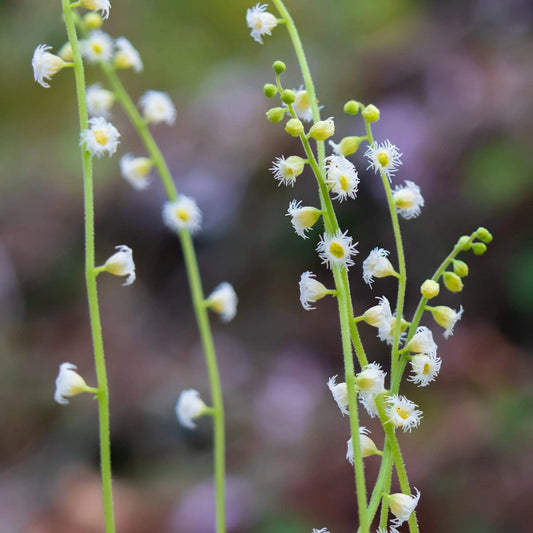 Bishop’s Cap – Colorful Wildflower Garden Seeds