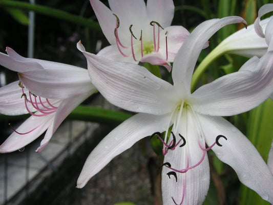 Crinum Lily Pink Perfume Large Blooming-size Bulb New Fragrant -