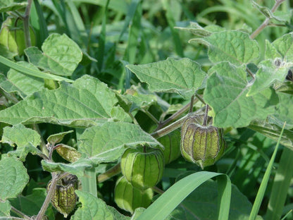 Ground Cherry Physalis Peruviana – Cape Gooseberry Vegetable Seeds