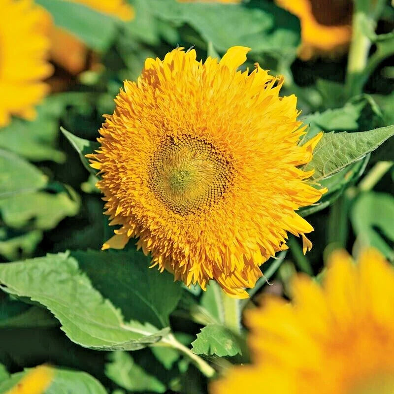 Solano Double Sunflower Helianthus Annuus Colorful Garden Flower Seeds