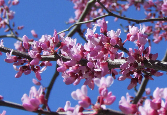 Cercis Canadensis – Eastern Redbud Cold Hardy Tree Seeds