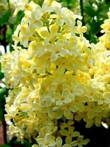 Yellow Lilac Syringa – Fragrant Purple Flower Seeds
