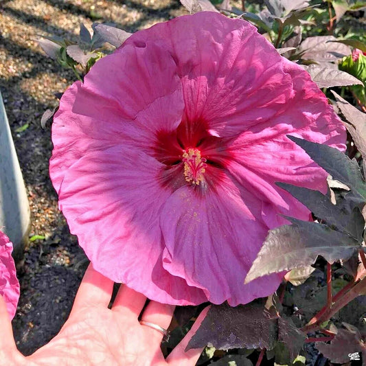 Dinner Plate Hibiscus Hibiscus Moscheutos Perennial Flower Seeds