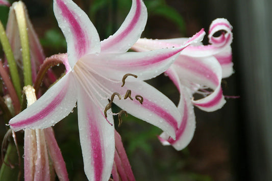 Crinum Lily Veracruz – Garden Flower Seeds for Planting