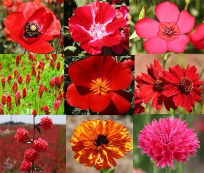 Wildflower Mix Red – Seasonal Garden Flower Seeds