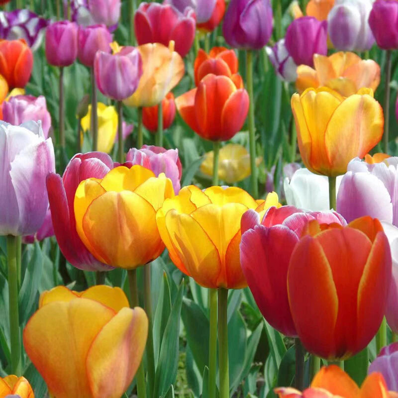Tulip – Perennial Garden Flower Seeds