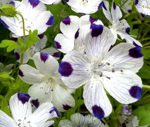 Five Spot Nemophila Maculata – Colorful Garden Flower Seeds