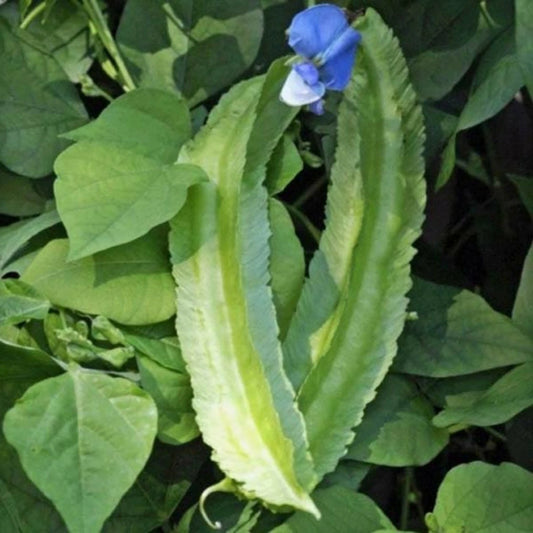 Psophocarpus Tetragonolobus Seeds Vegetable Goa Dragon Bean Nitrogen Fixing Vine Flower Seeds for your garden
