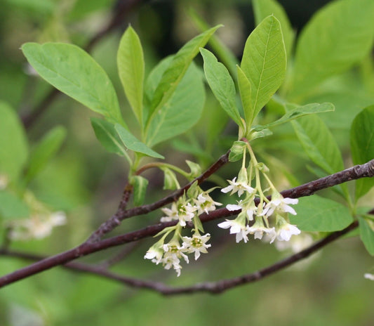 Indian Plum Oemleria Cerasiformis – Hardy Fruit Tree Seeds