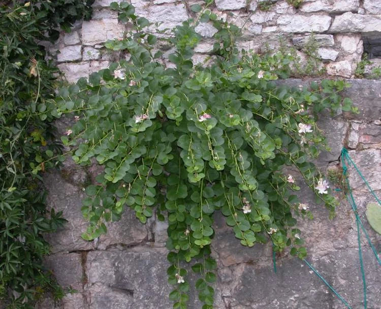 Caper Bush Capparis Spinosa – Edible Herb Garden Seeds