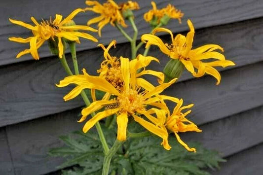 Chinese Dragon Ligularia Japonica Perennial Flower Seeds
