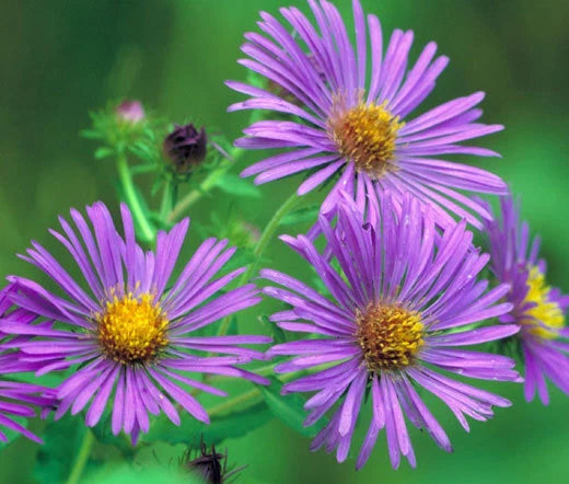 Aster New England Symphyotrichum Novae-Angliae – Perennial Garden Flower Seeds