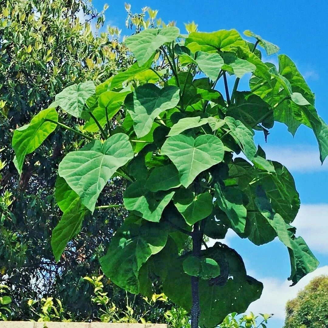 Fortune's Empress Tree Paulownia Fortunei – Hardy Ornamental Tree Seeds