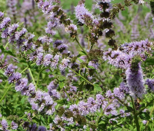 Spearmint Mentha Spicata Fragrant Herb Seeds