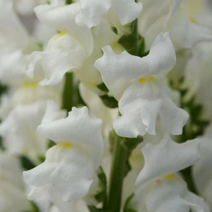 White Snapdragon Antirrhinum – Garden Flower Seeds for Planting