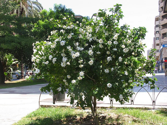 Wild Gardenia Thunbergia – Fragrant Shrub Tree Seeds