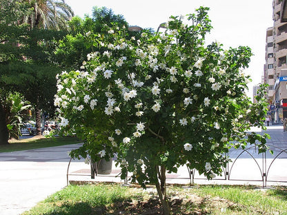 Wild Gardenia Thunbergia – Fragrant Shrub Tree Seeds