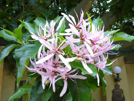 Calodendrum Capense – African Cape Chestnut Tree Seeds