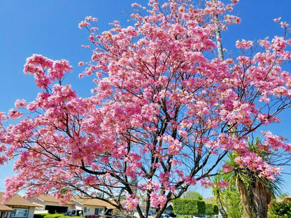 Pink Trumpet Tree Tabebuia Heterophylla Flowering Tree Seeds