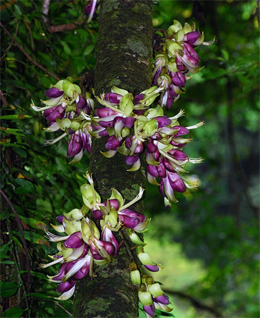 Mucuna Macrocarpa – Rusty Leaf Fruiting Vine Seeds